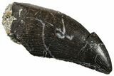 Serrated, Tyrannosaur (Nanotyrannus?) Tooth - Montana #251938-1